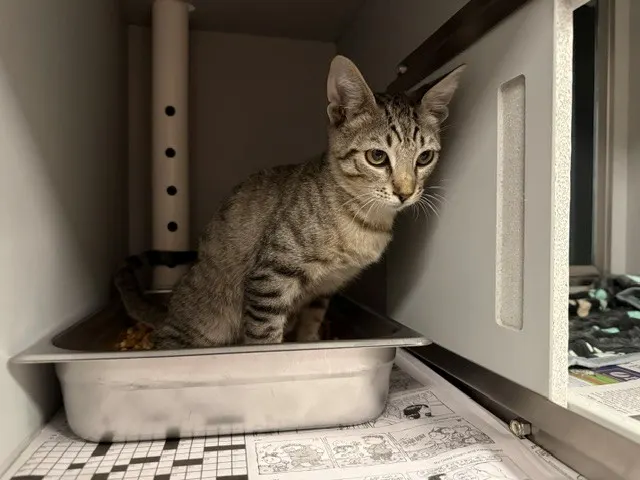 Oli