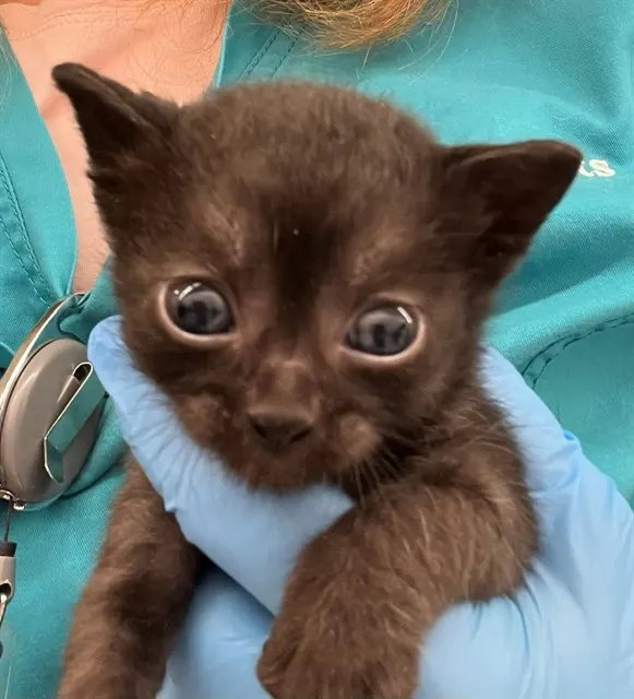 Pip