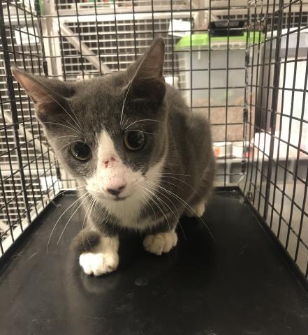 Adoptable Cat