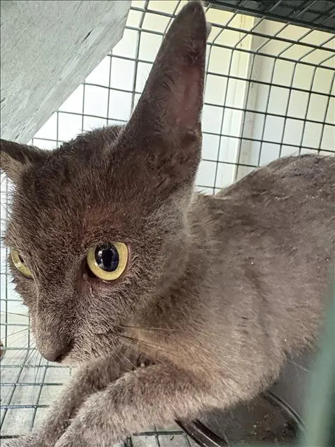 Adoptable Cat