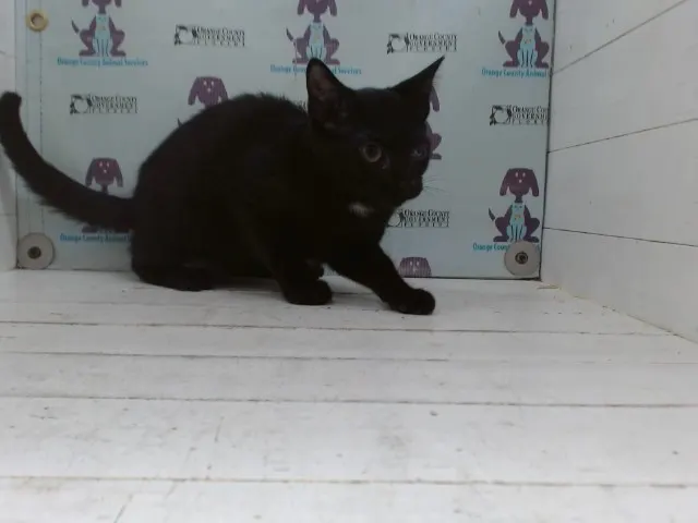 Margot