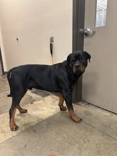 Adoptable Dog