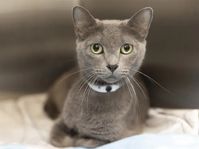 Mimi
