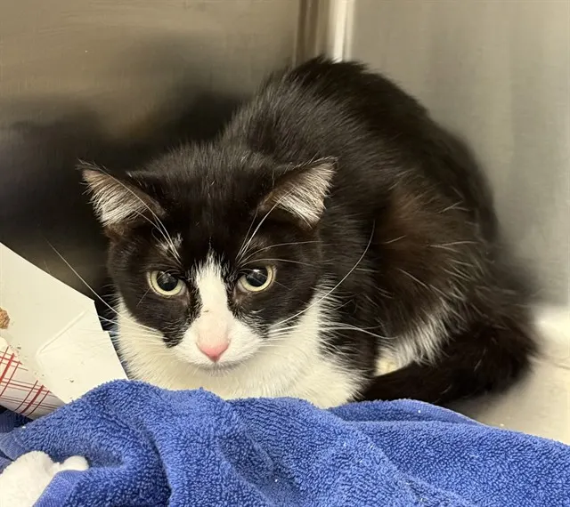Oscar