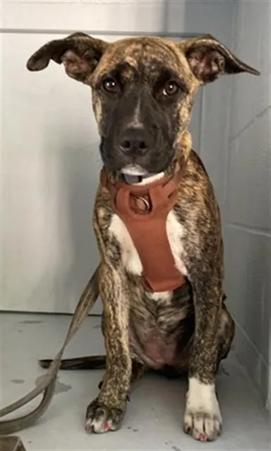 Brindle