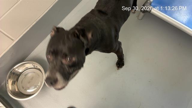 Adoptable Dog