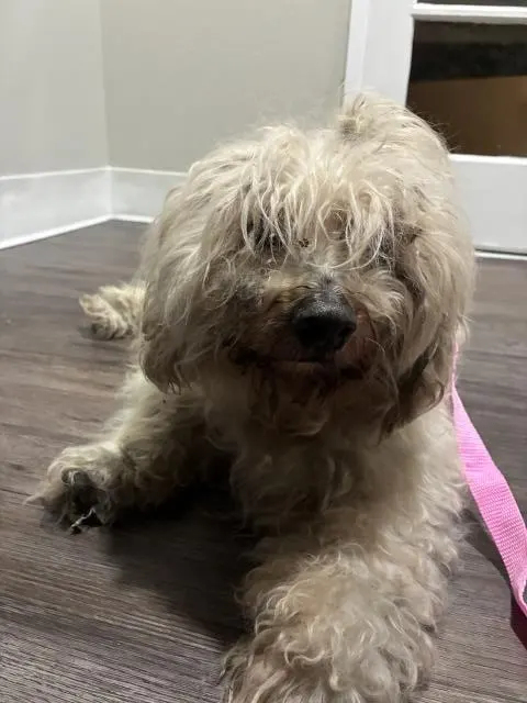 Adoptable Dog
