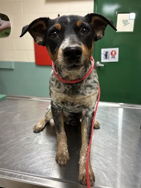Adoptable Dog
