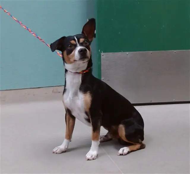 Adoptable Dog