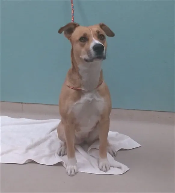 Adoptable Dog