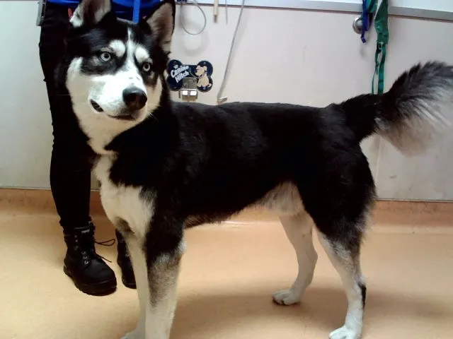 Adoptable Dog