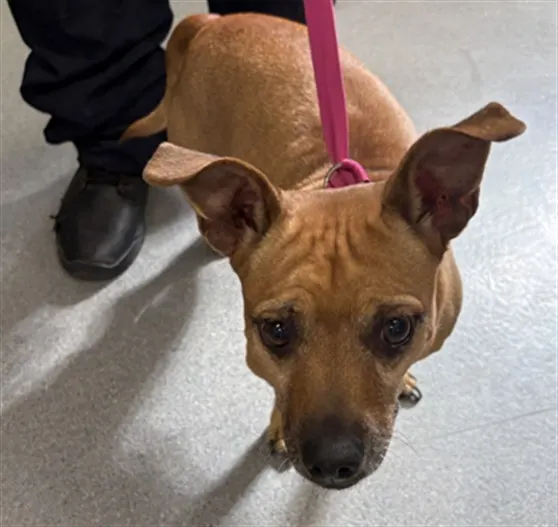 Adoptable Dog