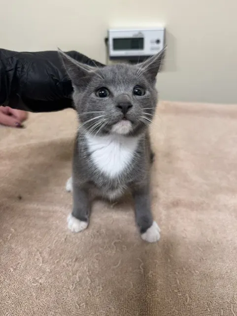 Adoptable Cat