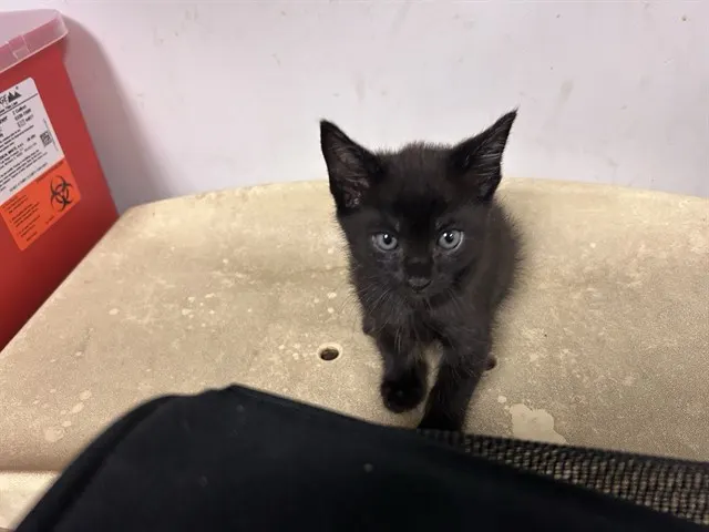 Adoptable Cat