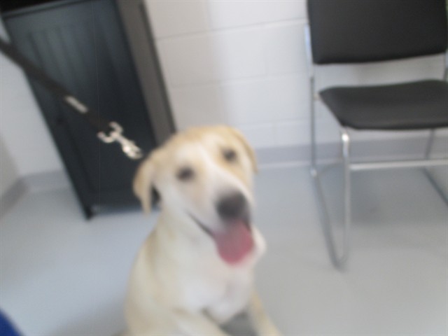 Adoptable Dog