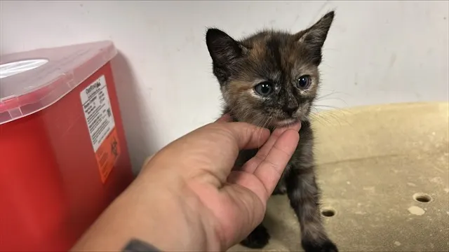 Adoptable Cat