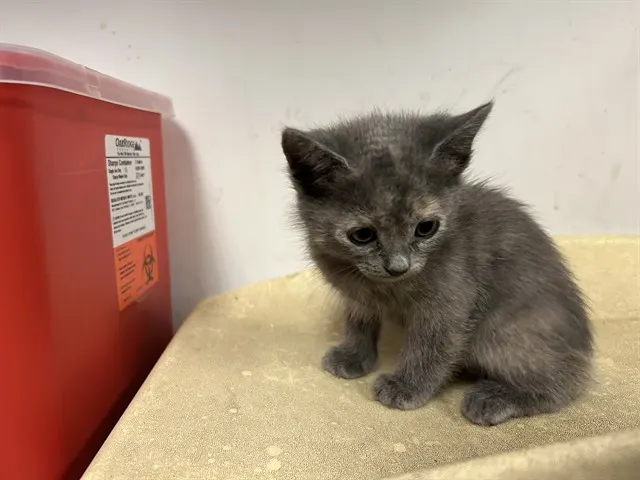 Adoptable Cat