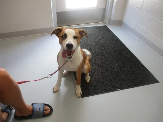 Adoptable Dog