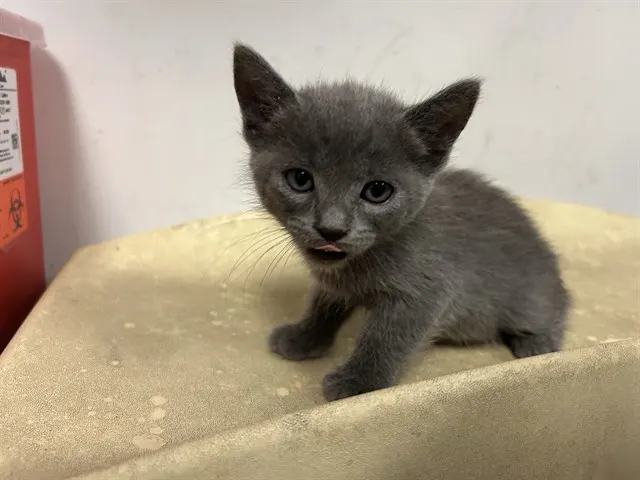 Adoptable Cat
