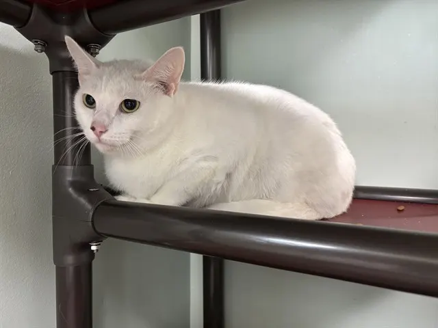 Olaf
