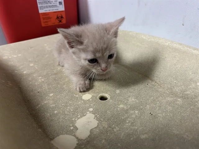 Adoptable Cat