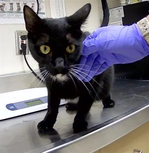 Adoptable Cat