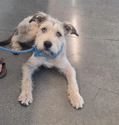 Adoptable pet