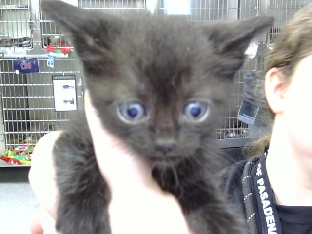 Adoptable Cat
