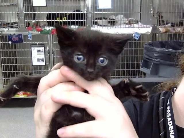 Adoptable Cat