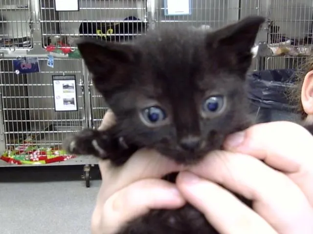 Adoptable Cat