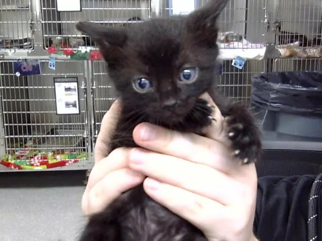 Adoptable Cat