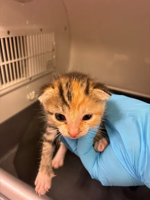 Tiny