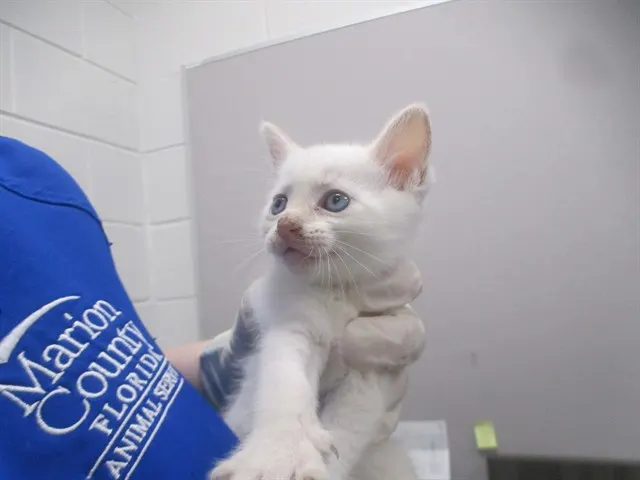 Adoptable Cat