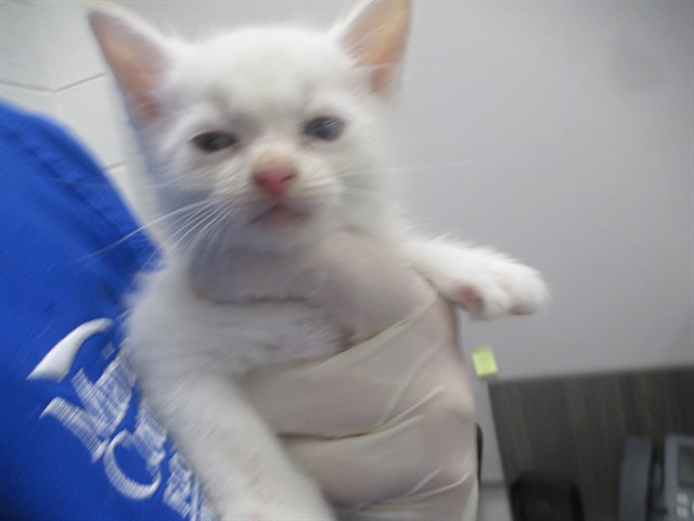 Adoptable Cat