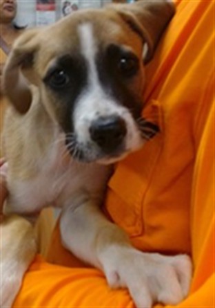 Adoptable Dog