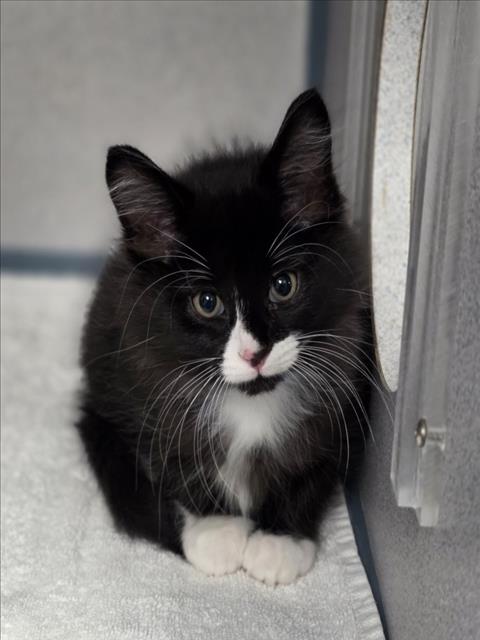 Oreo