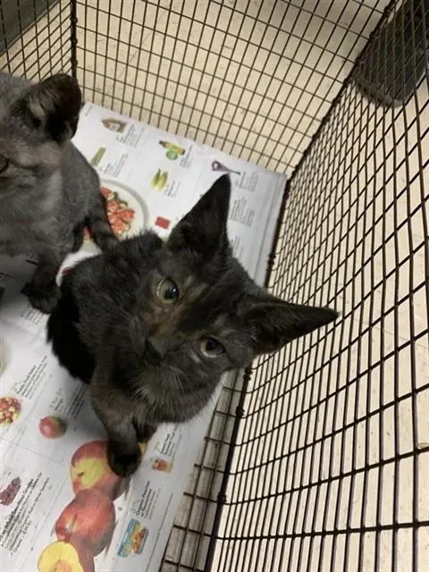 Adoptable Cat
