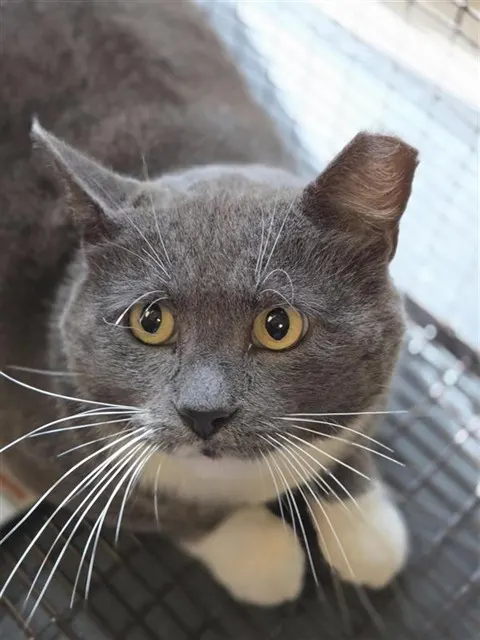 Mr. Gray