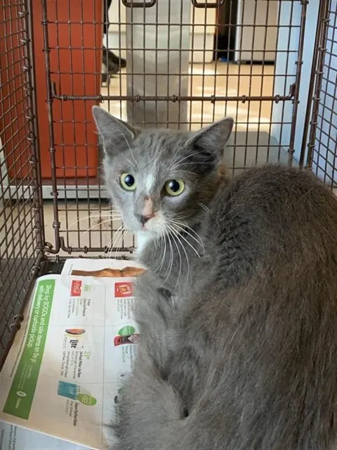 Adoptable Cat
