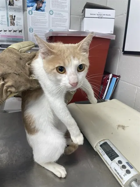 Adoptable Cat