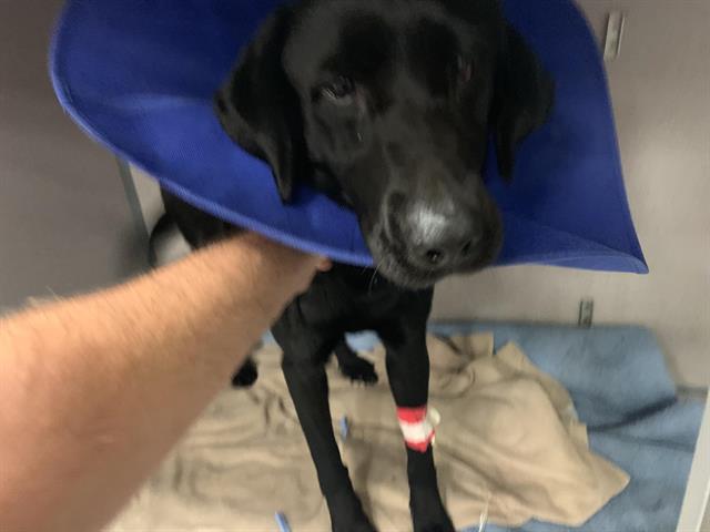 Adoptable Dog