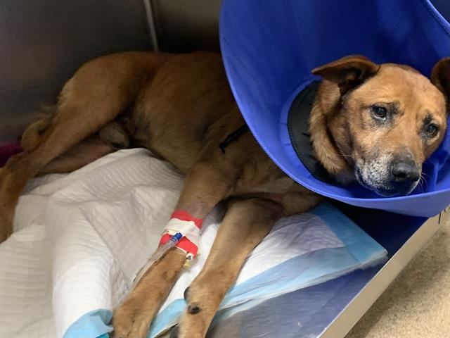 Adoptable Dog