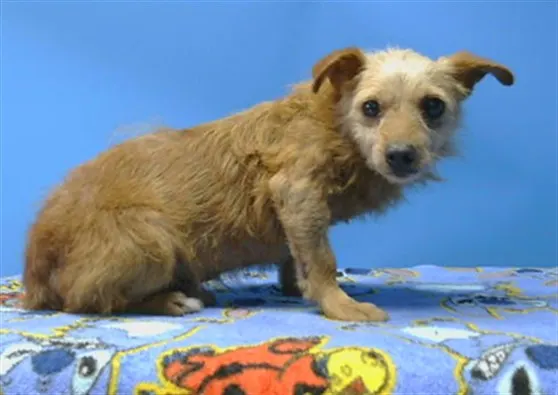 Adoptable Dog