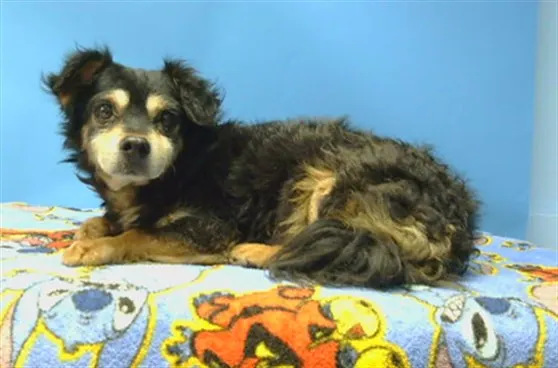 Adoptable Dog