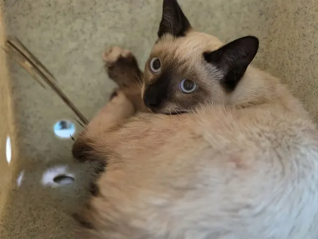 Adoptable Cat