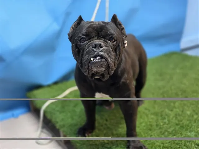 Adoptable Dog