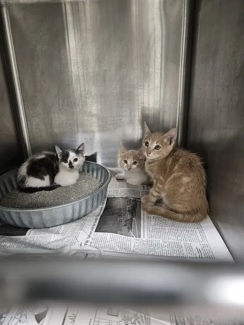Adoptable Cat