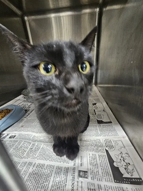 Adoptable Cat