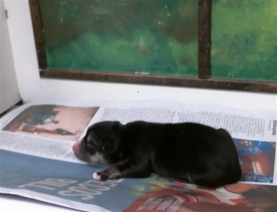 Adoptable Dog