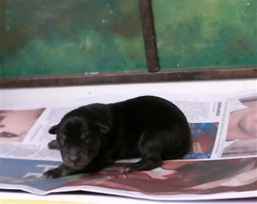 Adoptable Dog